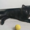 COMBINE A ADOPTER EN DUO OU SEULE SI DEJA UN CHAT PRÉSENT CHEZ VOUS
