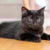 COMBINE A ADOPTER EN DUO OU SEULE SI DEJA UN CHAT PRÉSENT CHEZ VOUS