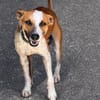 SPEEDY, mâle junior, Berger Créole La joie de vivre !