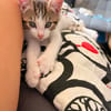tigrou
