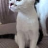 NEWTON A ADOPTER AVEC UN CHAT DÉJÀ PRÉSENT CHEZ VOUS