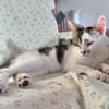 NEWTON A ADOPTER AVEC UN CHAT DÉJÀ PRÉSENT CHEZ VOUS