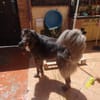 Loki