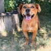 Lulu -Fröhliche kleine Hündin sucht ihr Für-immer-Zuhause!