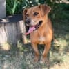 Lulu -Fröhliche kleine Hündin sucht ihr Für-immer-Zuhause!