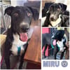 MIRU ° freundlicher und neugieriger Rüde