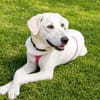 Canada möchte adoptiert werden