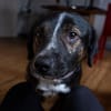 Elian - Toller Herzenshund sucht Zuhause