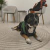 Elian - Toller Herzenshund sucht Zuhause