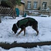 Elian - Toller Herzenshund sucht Zuhause