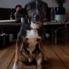 Elian - Toller Herzenshund sucht Zuhause