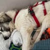 Willow - schüchterner Rüde sucht Familie