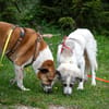Willow - schüchterner Rüde sucht Familie