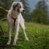 Willow - schüchterner Rüde sucht Familie