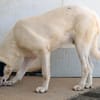 Verhelfen Sie Perro zum Glück?