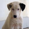 Verhelfen Sie Perro zum Glück?