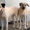 Verhelfen Sie Perro zum Glück?