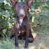 Laska -Fröhlicher kleiner Entdecker sucht seine Familie!