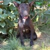 Laska -Fröhlicher kleiner Entdecker sucht seine Familie!
