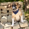Tinka (Tavaszka) -Kleine Tinka sucht ihr großes Glück