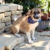 Tinka (Tavaszka) -Kleine Tinka sucht ihr großes Glück
