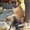 Tinka (Tavaszka) -Kleine Tinka sucht ihr großes Glück