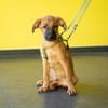 Unser kleiner Wirbelwuínd Sancho sucht nach seinen Menschen