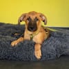 Unser kleiner Wirbelwuínd Sancho sucht nach seinen Menschen