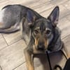 Elsa sucht ihr zu Hause