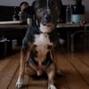 Elian - Toller Herzenshund sucht Zuhause