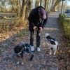 Elian - Toller Herzenshund sucht Zuhause