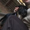 Elian - Toller Herzenshund sucht Zuhause