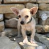 Peanut (Pepsi) -Kleiner Peanut sucht großes Familienglück