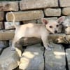 Peanut (Pepsi) -Kleiner Peanut sucht großes Familienglück