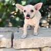 Peanut (Pepsi) -Kleiner Peanut sucht großes Familienglück