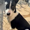 Marlo, menschenbezogen, lernwillig, freundlich