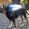 Heidi eine kleine Persönlichkeit