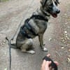 Aylin - unser sanftes Seelchen