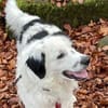 Sparky Boy sucht ruhige Menschen