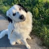 Sparky Boy sucht ruhige Menschen