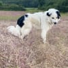 Sparky Boy sucht ruhige Menschen
