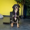 Unsere liebe Elmina sucht ein Zuhause