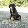 Unsere liebe Elmina sucht ein Zuhause