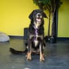 Unsere liebe Elmina sucht ein Zuhause