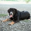 Unsere liebe Elmina sucht ein Zuhause