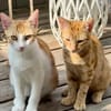 Süße kleine Katzen  Turron & Mango