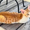 Süße kleine Katzen  Turron & Mango