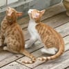Süße kleine Katzen  Turron & Mango