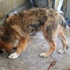 Lilù wünscht sich eigene Familie