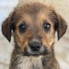 Woody, geb. ca. 02/2026, 87763 Lautrach